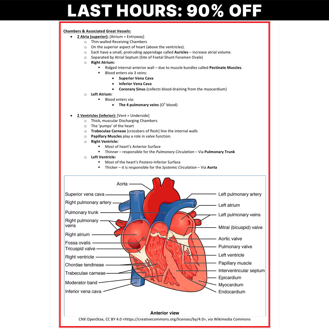 The Ultimate Cardiovascular Notes - 201 PAGES (90% OFF)